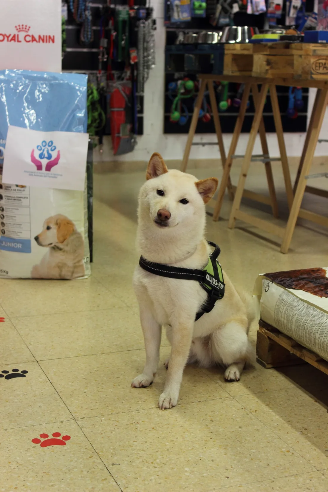 Un gos shiba assegut dins de la botiga, sobre el terra amb petjades pintades.